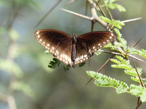 Double banded crow