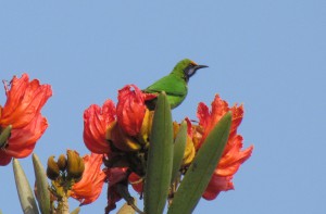 Golden-fronted Leafbird_Madhumita Panigrahi