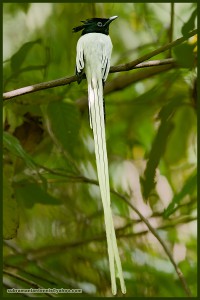 Indian Paradise-flycatcher Male_Subramanian