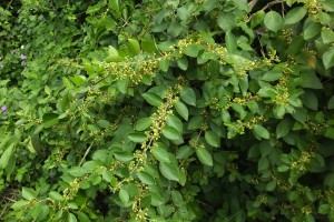 Medicinal-Gymnema sylvestre