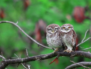 Spotted Owlet_P Rajan