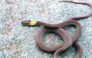 YellowCollared Wolf Snake Lycodon flavicollis