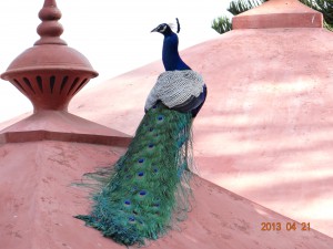 17 Indian Peafowl Pavo cristatus