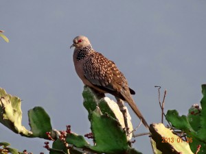 23 Spotted Dove Streptopelia chinensis
