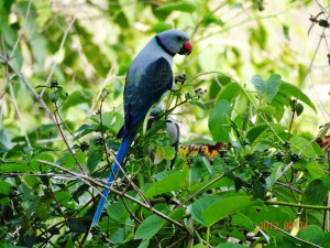 27 Blue-winged Parakeet Psittacula columboides