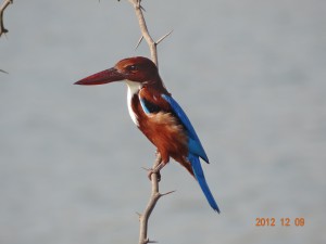 34 White-breasted Kingfisher Halcyon smyrnensis