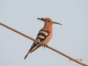 40 Common Hoopoe Upupa epops