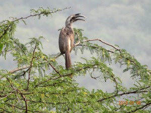 41 Indian Grey Hornbill Ocyceros birostris