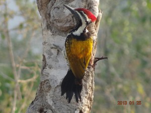 47 Common Golden-backed Woodpecker Dinopium javanense