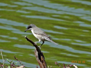 66 Hume's Lesser Whitethroat Sylvia althaea