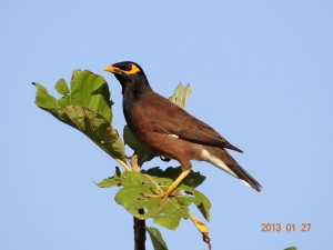 75 Common Myna Acridotheres tristis