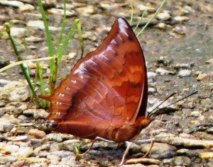 tawny rajah