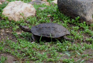 turtle